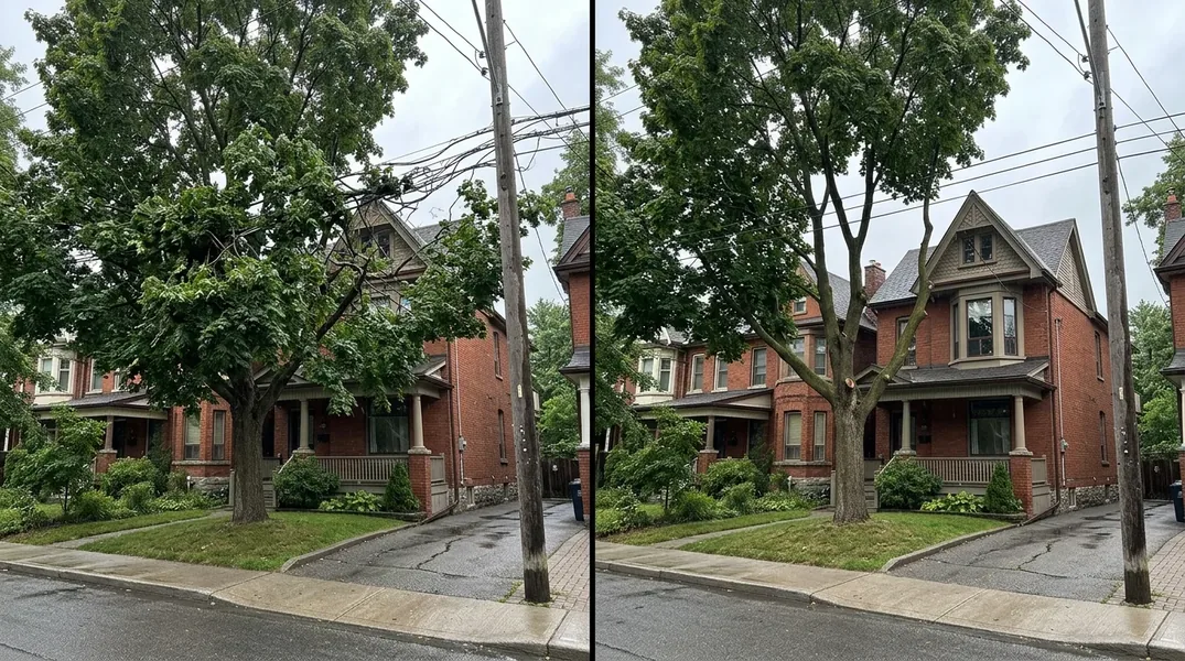 Tree Trimming result in Toronto — Toronto Tree Trimming