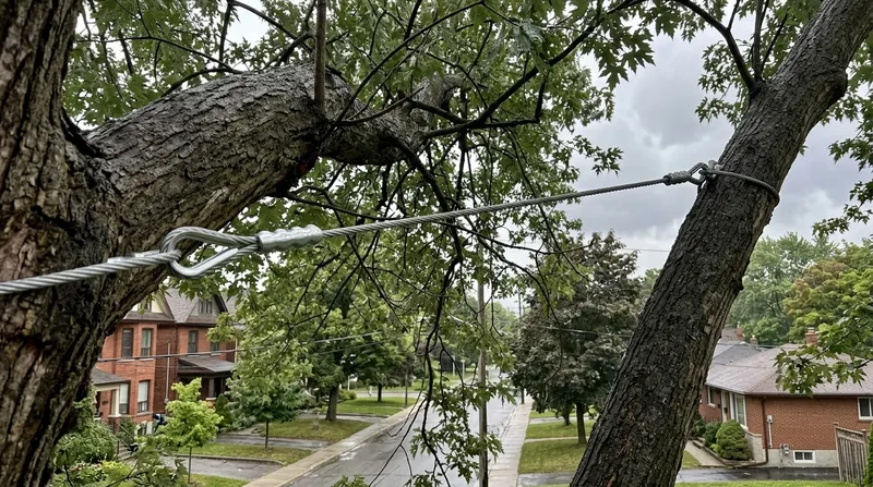 Tree Cabling & Bracing Toronto
